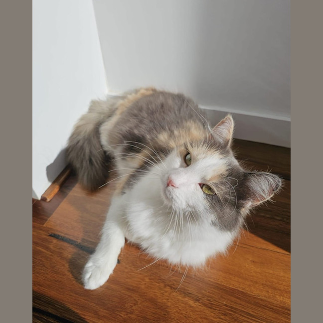 Photo of Bluebell