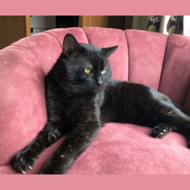 Photo of Magpie