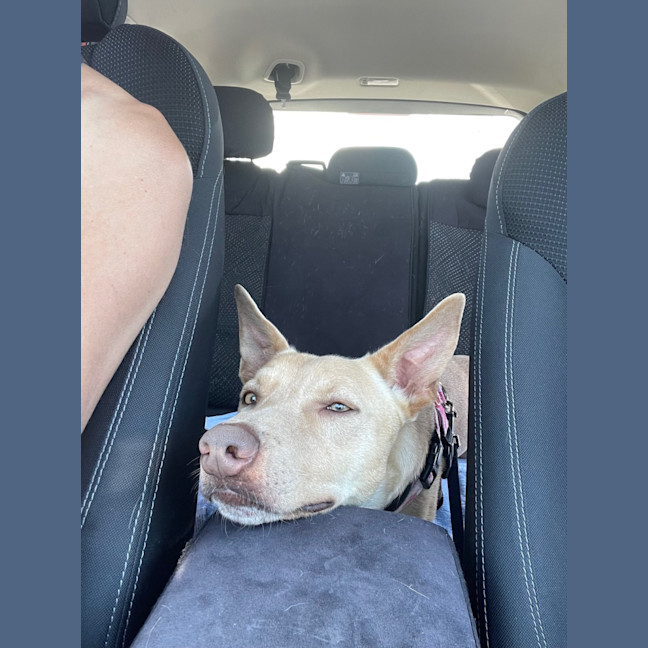 Photo of Storm   2 Year Old Kelpie (Trial)