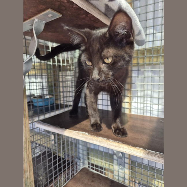 Photo of Salem! 🖤
