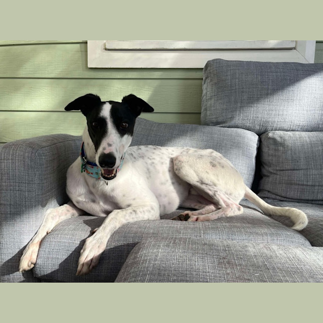 Photo of  Brian The Greyhound 