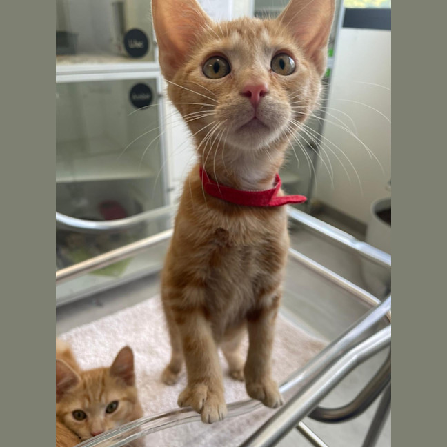 Photo of Cheeto