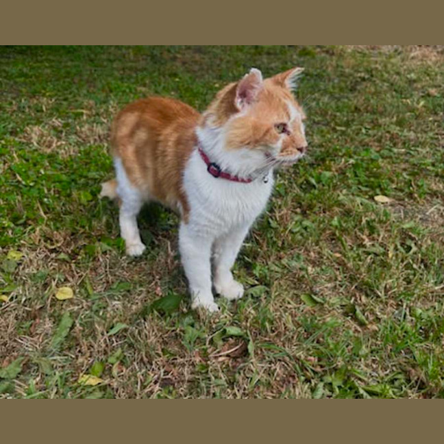 Photo of Ginge * 9 Lives Project Rescue*