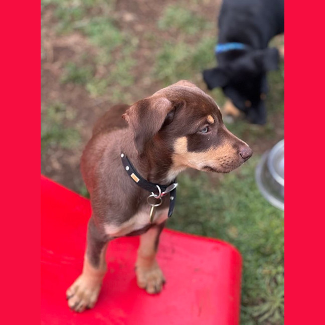 Photo of Hokey Pokey