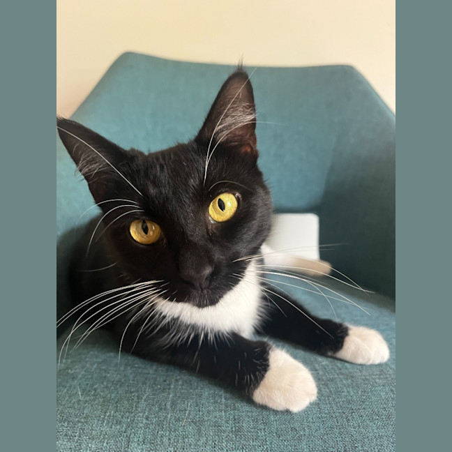 Photo of Phoenix   Now Available Pet Quarters Belmont