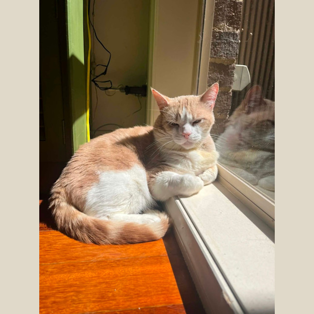 Photo of Trevor   In Foster In Flemington