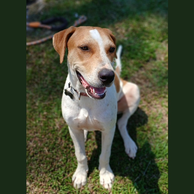 Photo of Merlin
