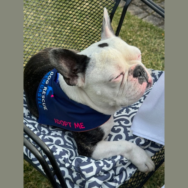 Photo of Kylo   5 Year Old French Bulldog 