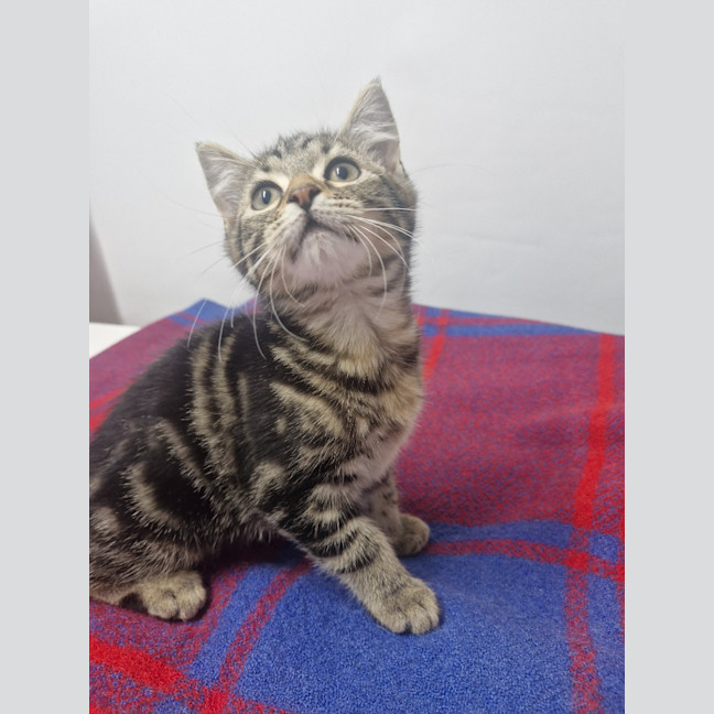 Photo of Miss Delight   Petstock