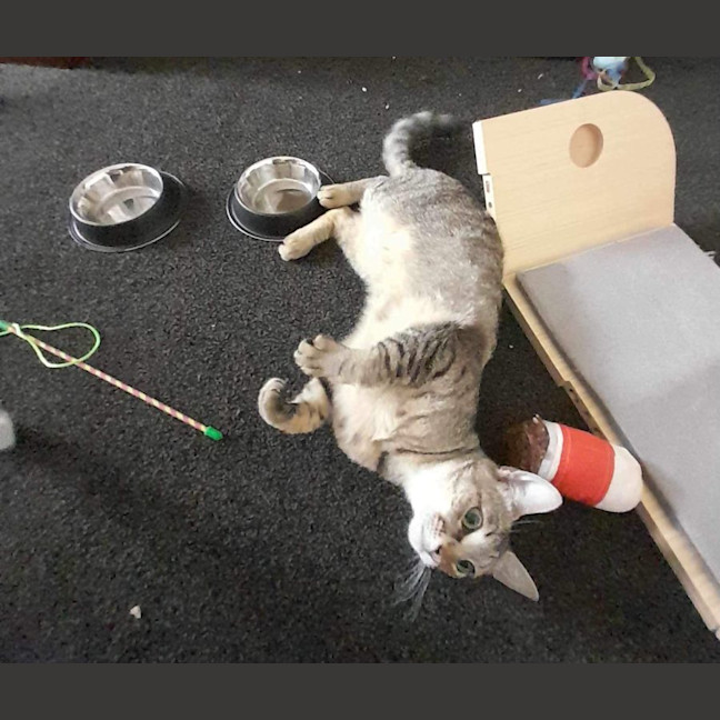 Photo of Twila Meet Me@Petstock Dandenong Store