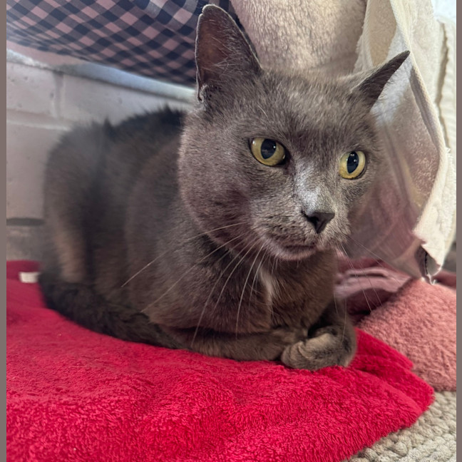 Photo of Smokey