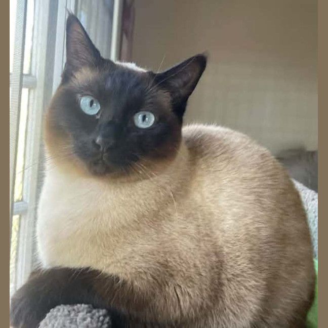 Photo of Apple And Muffin 