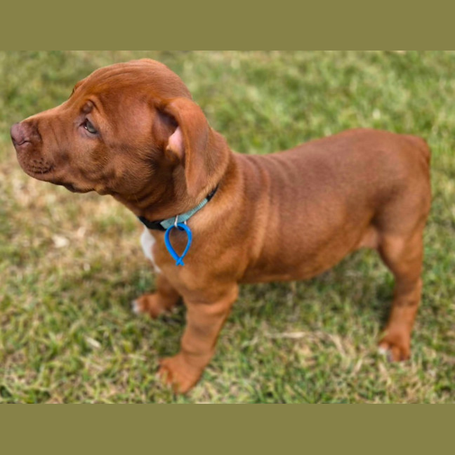 Photo of Rex