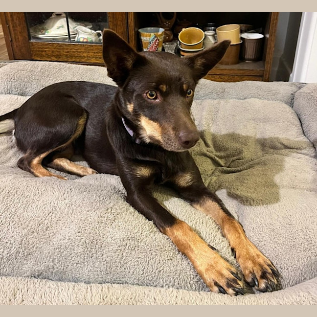 Photo of Bella
