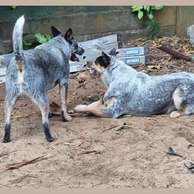 Photo of Gypsy And Max