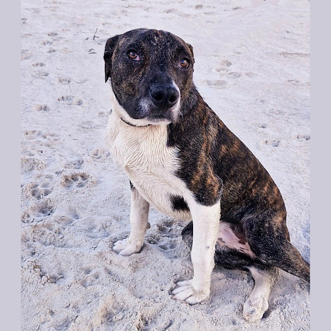 Photo of Zig