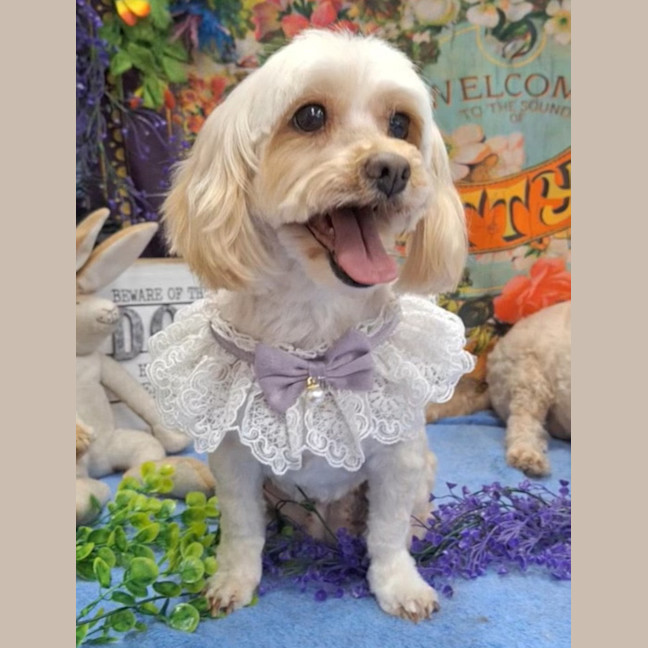 Photo of Molly & Benji