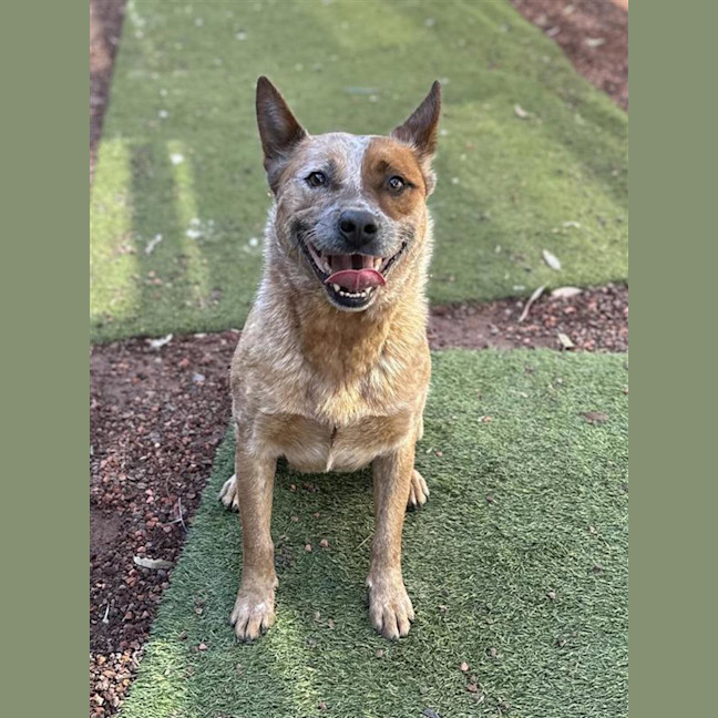 Photo of Rusty