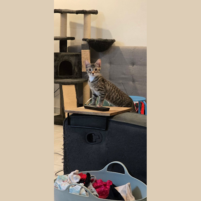 Photo of Dini