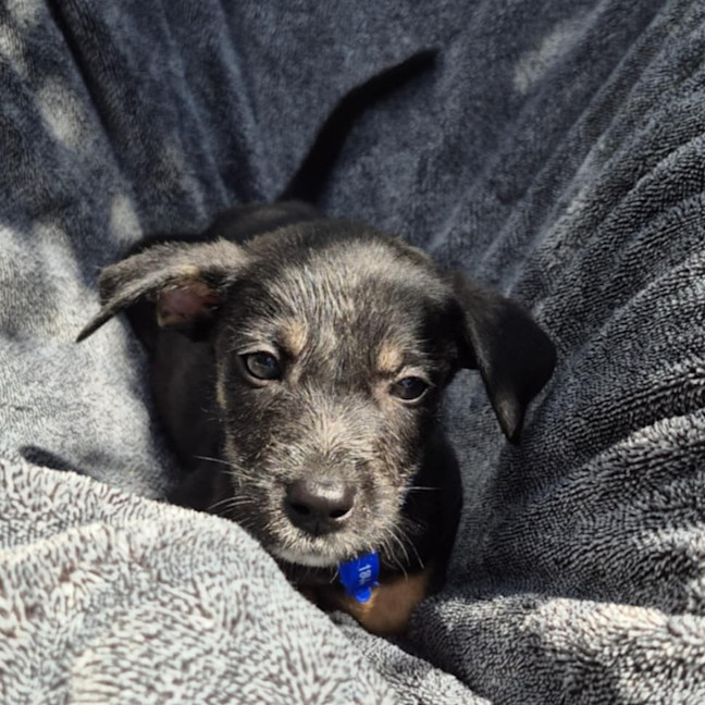 Photo of Chief