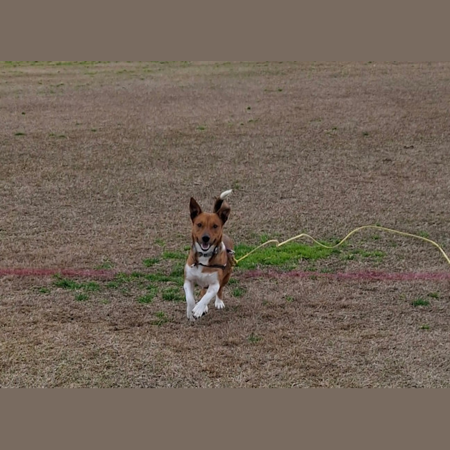 Photo of Scout (Was Mr Fox With The Socks)