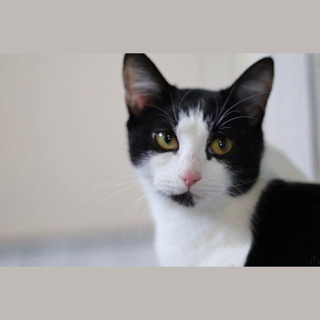 Photo of Suki