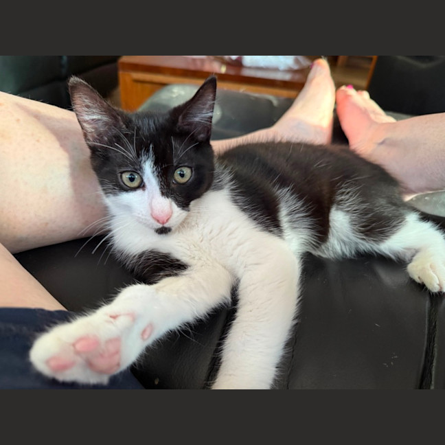 Photo of Oreo Meet Me At Petstock Chelsea