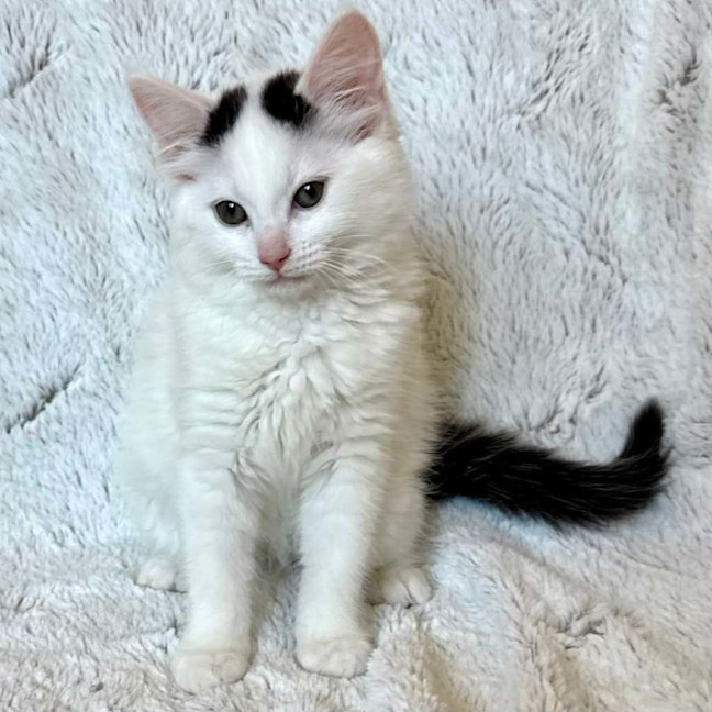 Photo of Mel B   In Foster Care In Templestowe