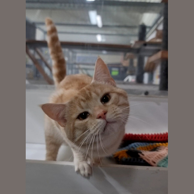Photo of Nugget