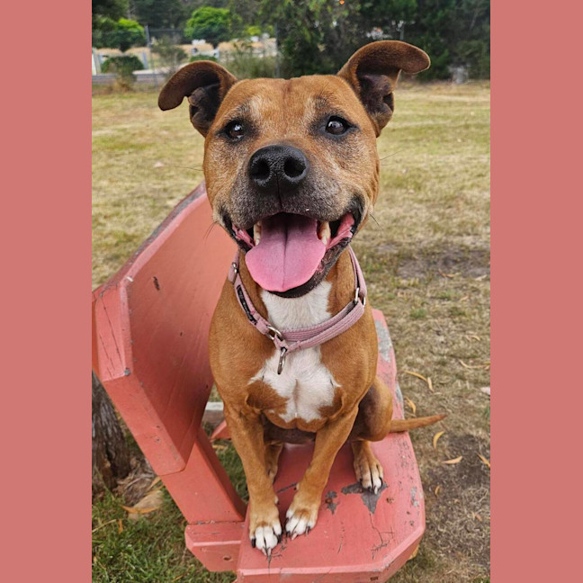 Photo of Marley