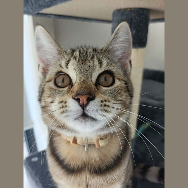 Photo of Sapphire