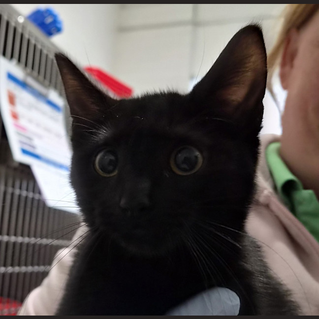 Photo of Vader