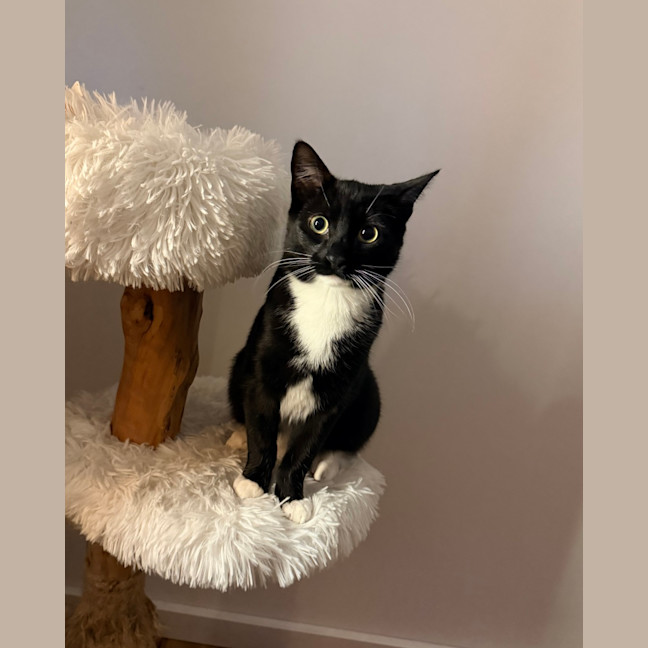 Photo of Pip