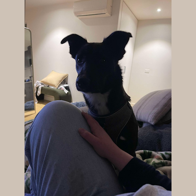 Photo of Nala