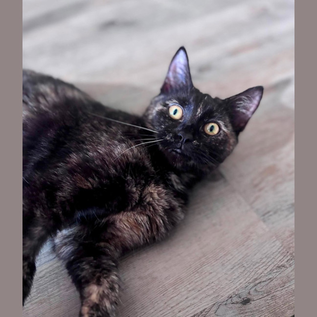 Photo of Aelia