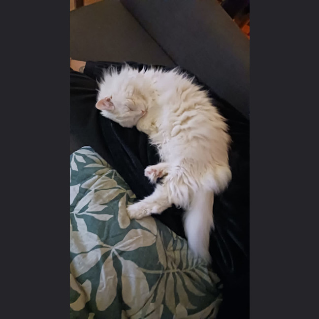 Photo of Old Man Grey *9 Lives Project Rescue*