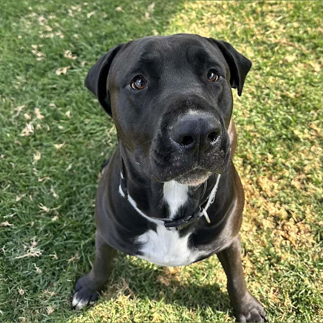 Photo of Bruno