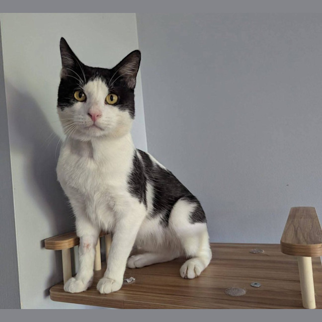 Photo of Chatty