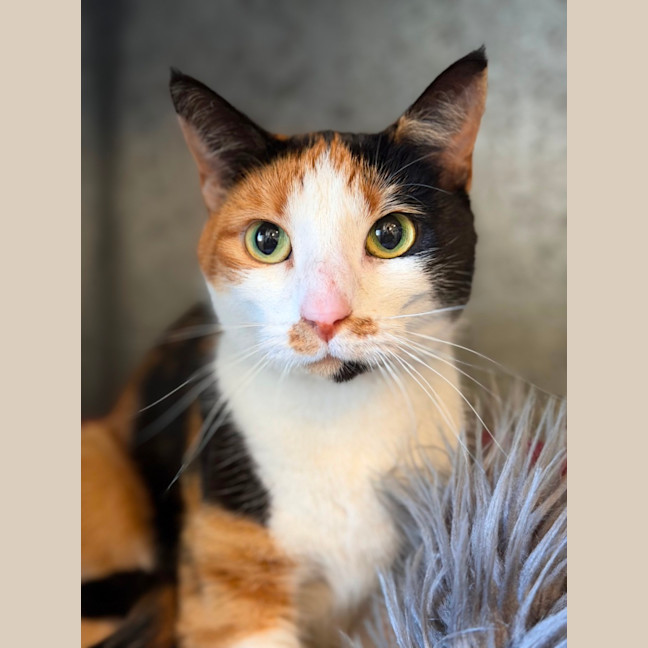 Photo of Luna