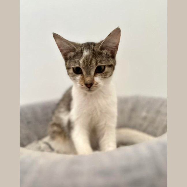 Photo of Pretzel