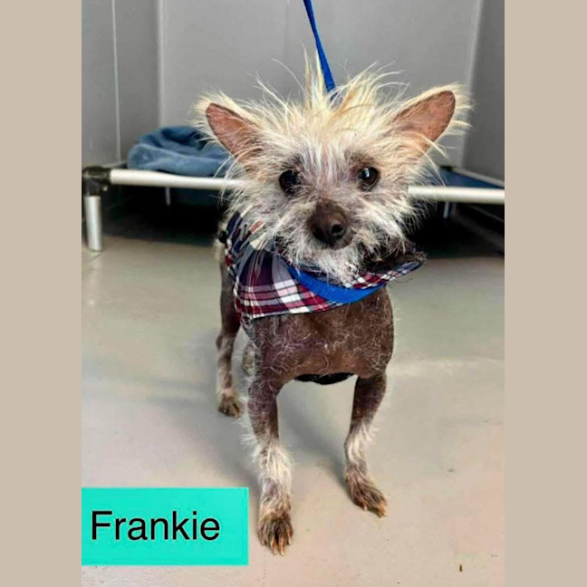 Photo of Frankie