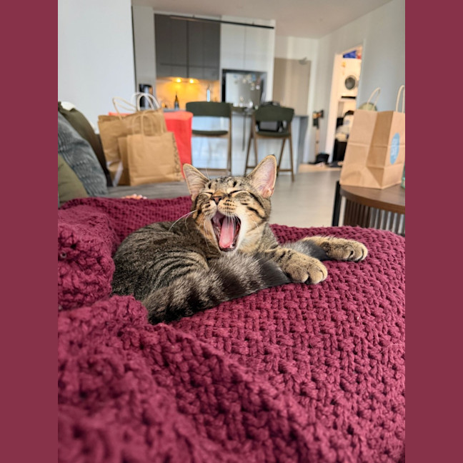 Photo of Teddy