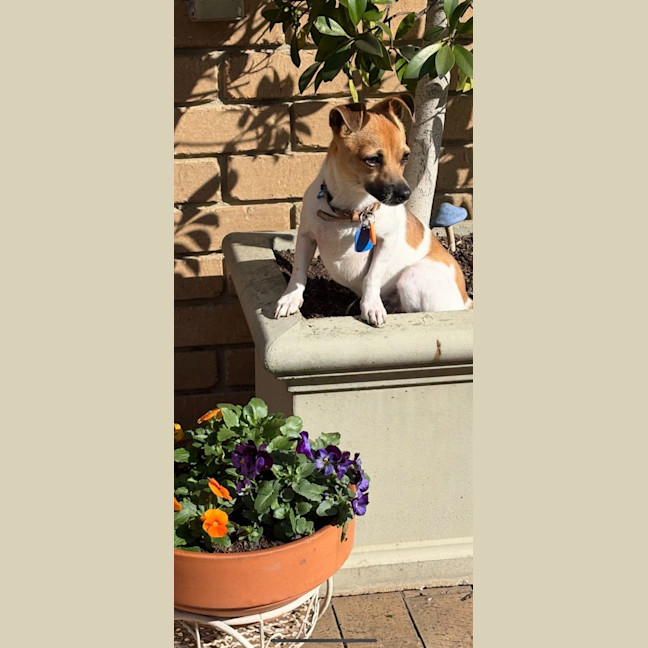 Photo of Chip