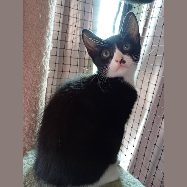 Photo of Cadbury