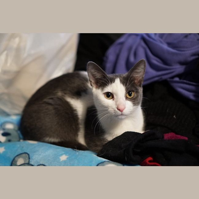 Photo of Xena