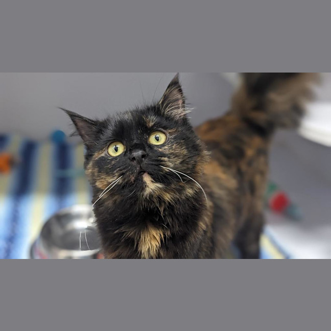 Photo of Pumpkin