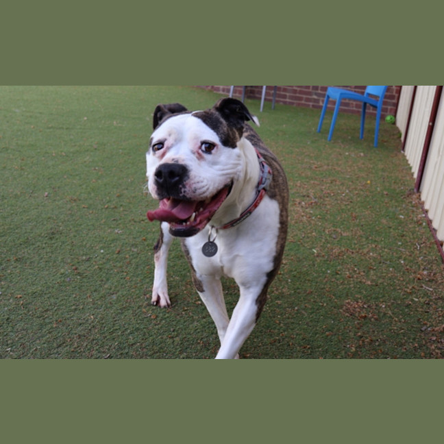 Photo of Bonita