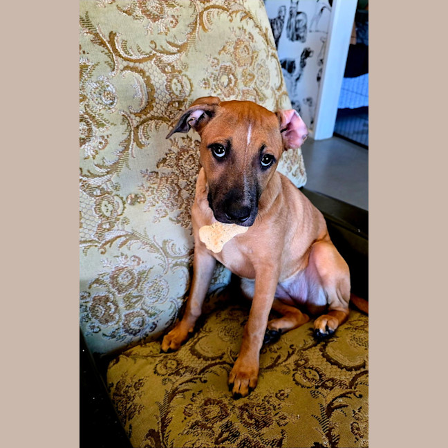 Photo of Maple