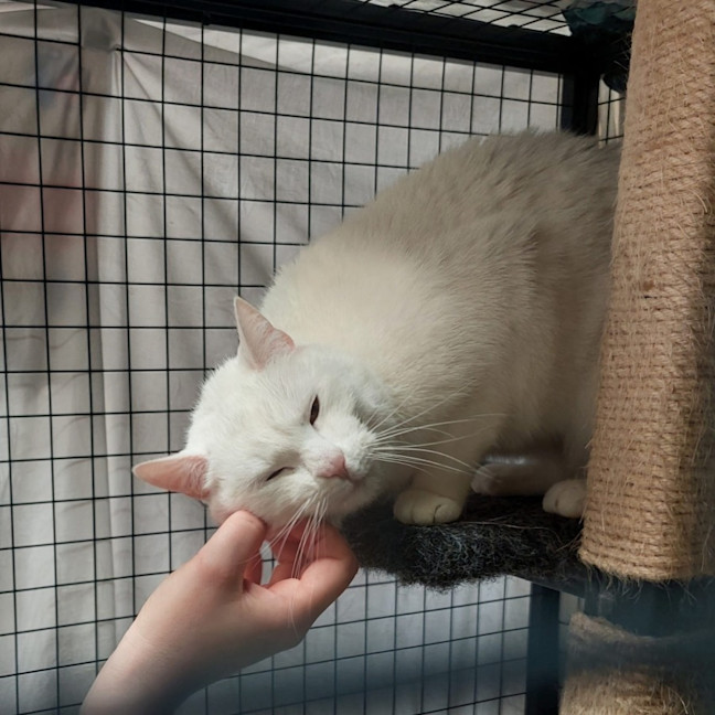 Photo of Rascal