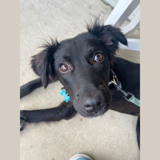 Photo of Piper